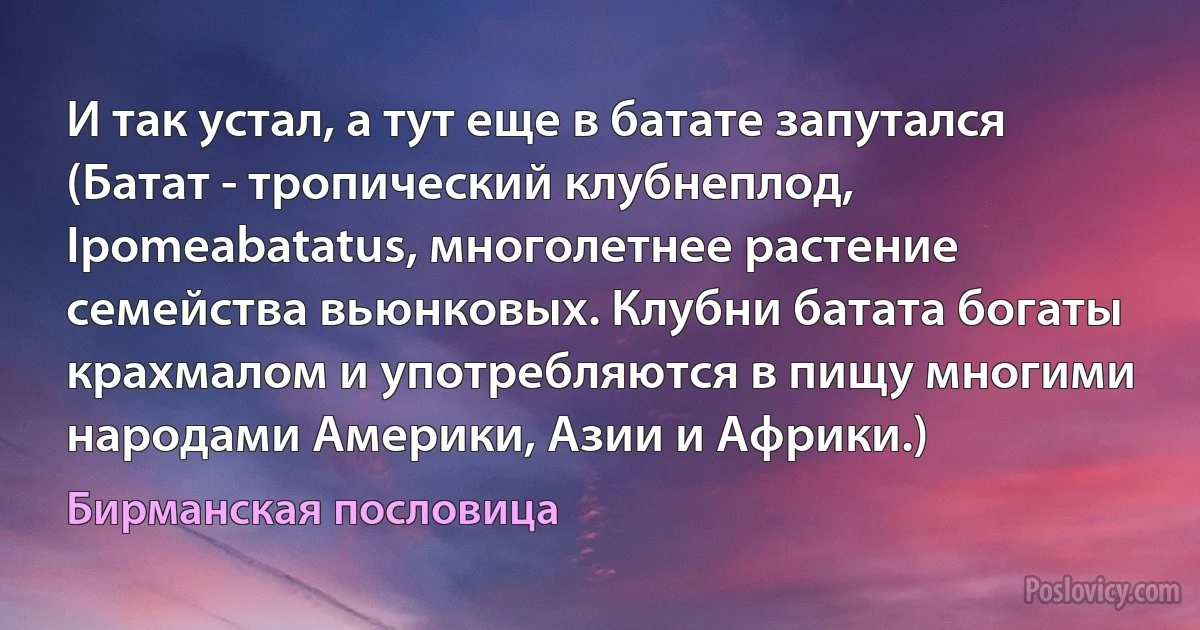 И так устал, а тут еще в батате запутался (Батат - тропический клубнеплод, Ipomeabatatus, многолетнее растение семейства вьюнковых. Клубни батата богаты крахмалом и употребляются в пищу многими народами Америки, Азии и Африки.) (Бирманская пословица)