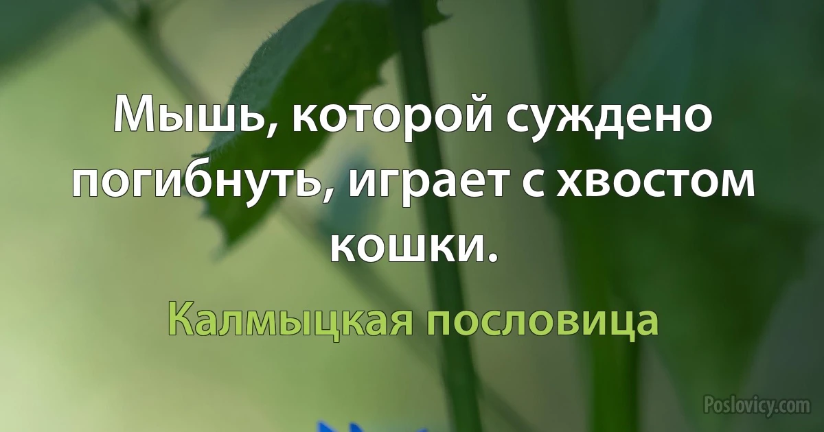 Мышь, которой суждено погибнуть, играет с хвостом кошки. (Калмыцкая пословица)