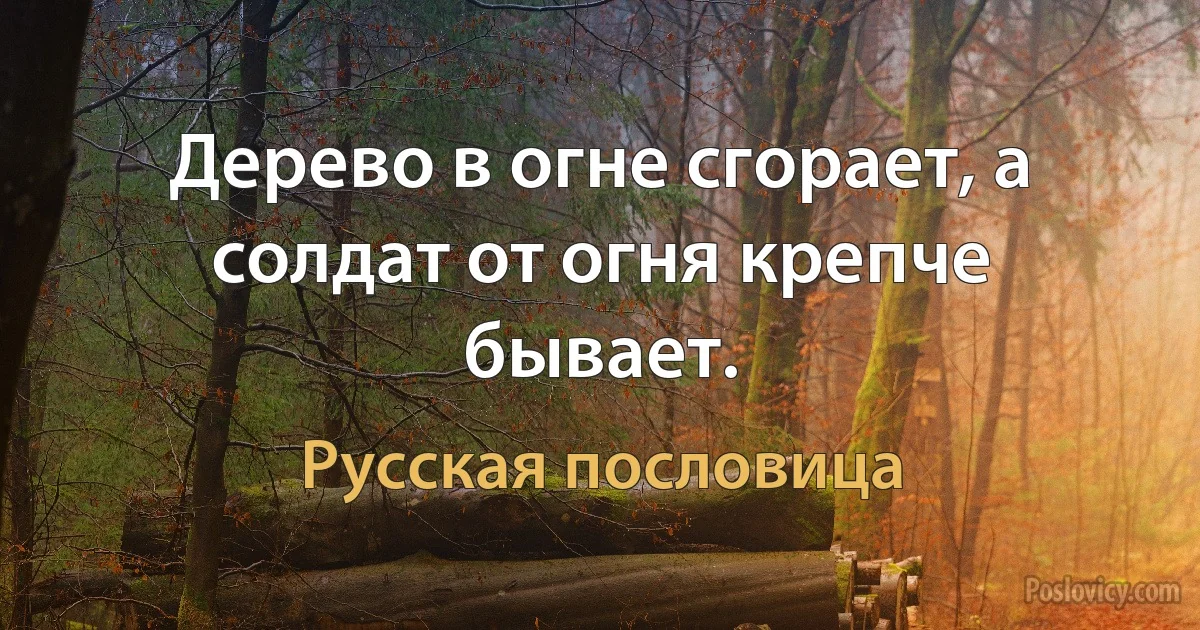 Дерево в огне сгорает, а солдат от огня крепче бывает. (Русская пословица)