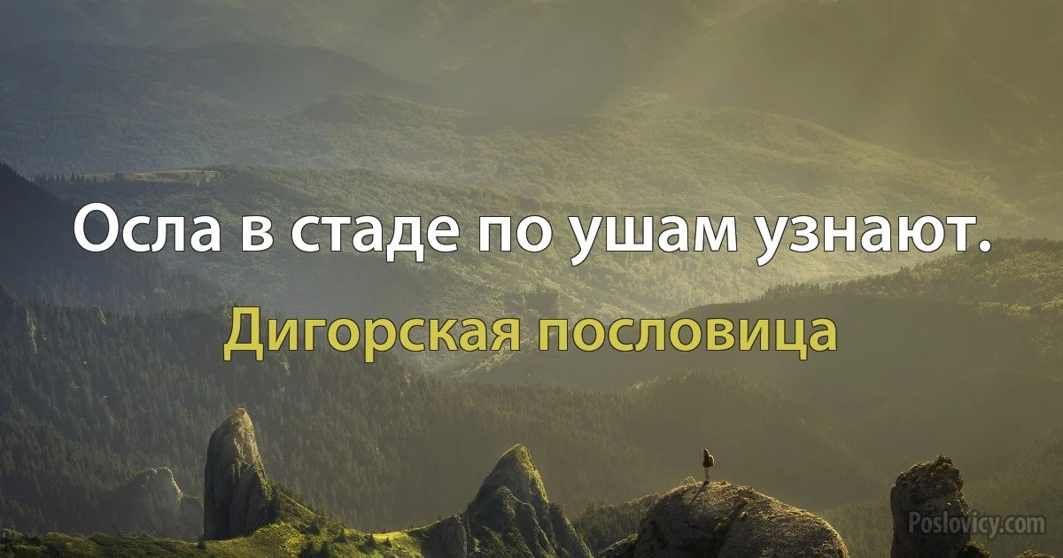 Осла в стаде по ушам узнают. (Дигорская пословица)