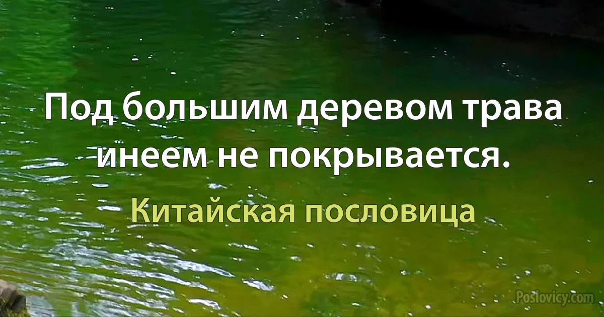 Под большим деревом трава инеем не покрывается. (Китайская пословица)