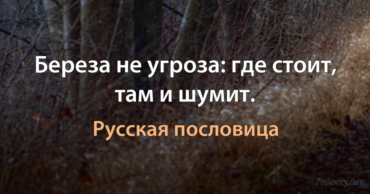 Береза не угроза: где стоит, там и шумит. (Русская пословица)