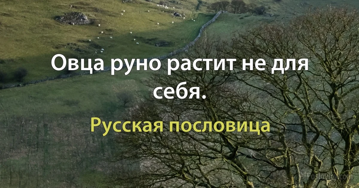 Овца руно растит не для себя. (Русская пословица)