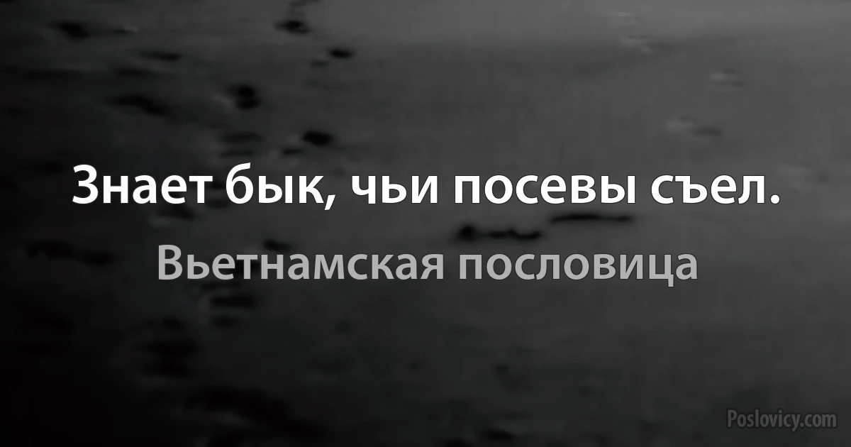 Знает бык, чьи посевы съел. (Вьетнамская пословица)