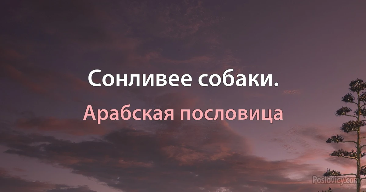 Сонливее собаки. (Арабская пословица)