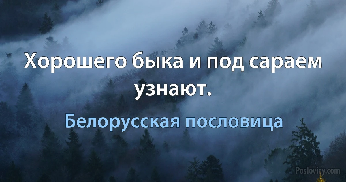 Хорошего быка и под сараем узнают. (Белорусская пословица)