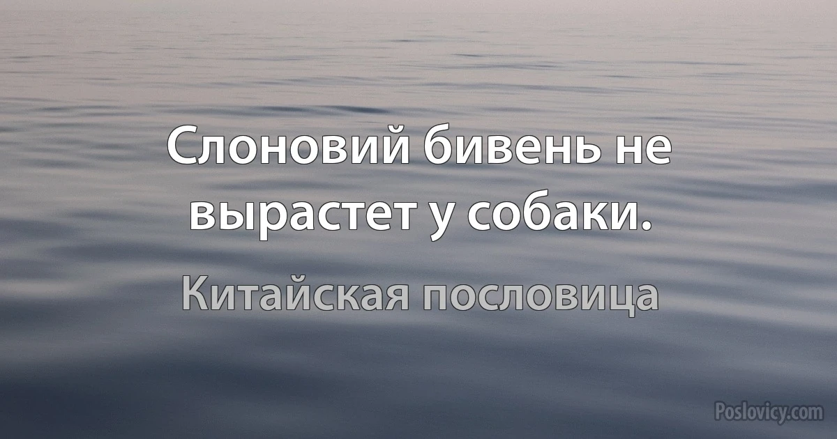 Слоновий бивень не вырастет у собаки. (Китайская пословица)