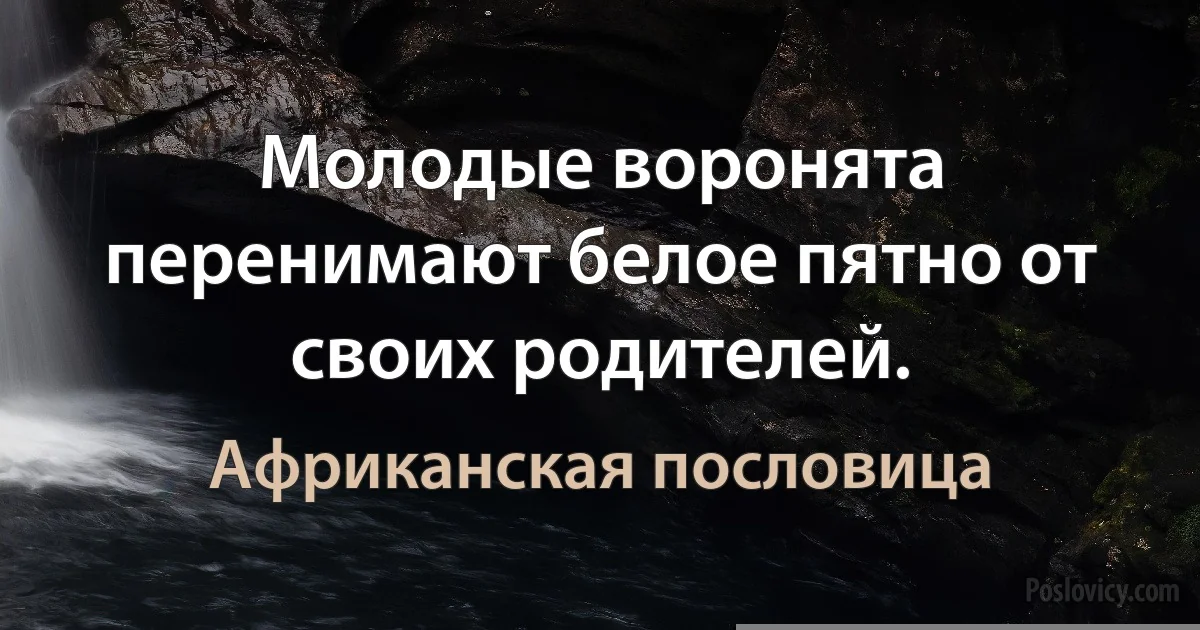 Молодые воронята перенимают белое пятно от своих родителей. (Африканская пословица)