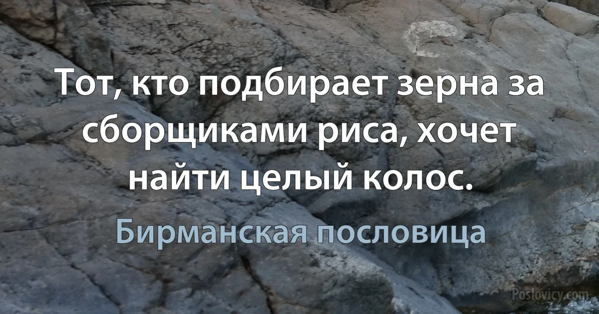 Тот, кто подбирает зерна за сборщиками риса, хочет найти целый колос. (Бирманская пословица)