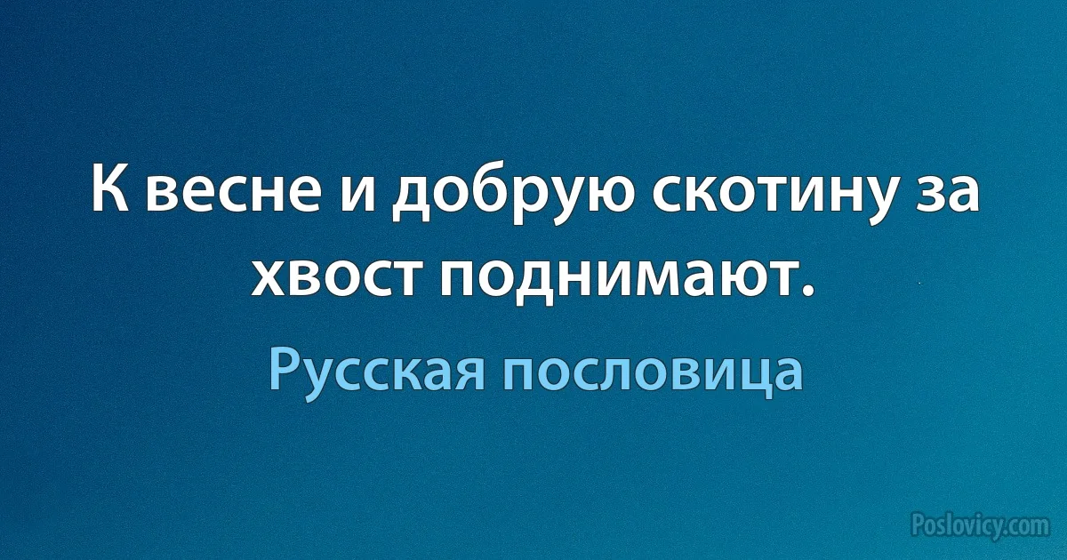 К весне и добрую скотину за хвост поднимают. (Русская пословица)