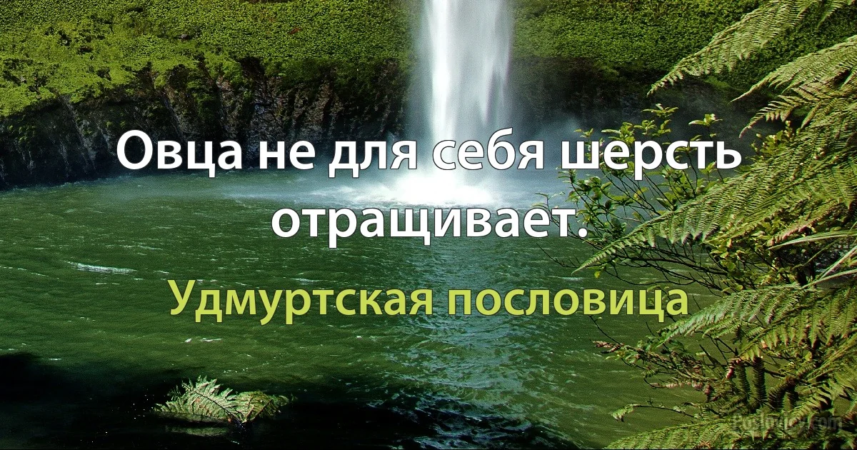 Овца не для себя шерсть отращивает. (Удмуртская пословица)