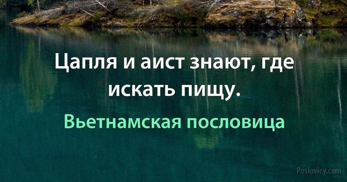 Цапля и аист знают, где искать пищу. (Вьетнамская пословица)