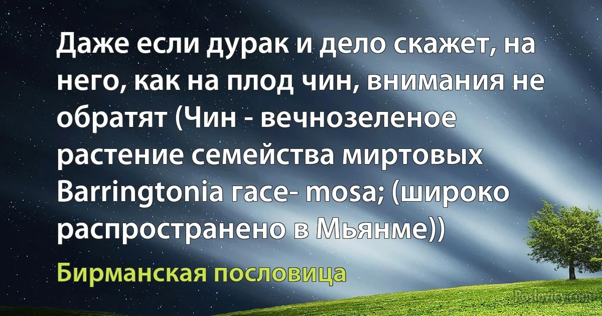 Даже если дурак и дело скажет, на него, как на плод чин, внимания не обратят (Чин - вечнозеленое растение семейства миртовых Barringtonia гасе- mosa; (широко распространено в Мьянме)) (Бирманская пословица)