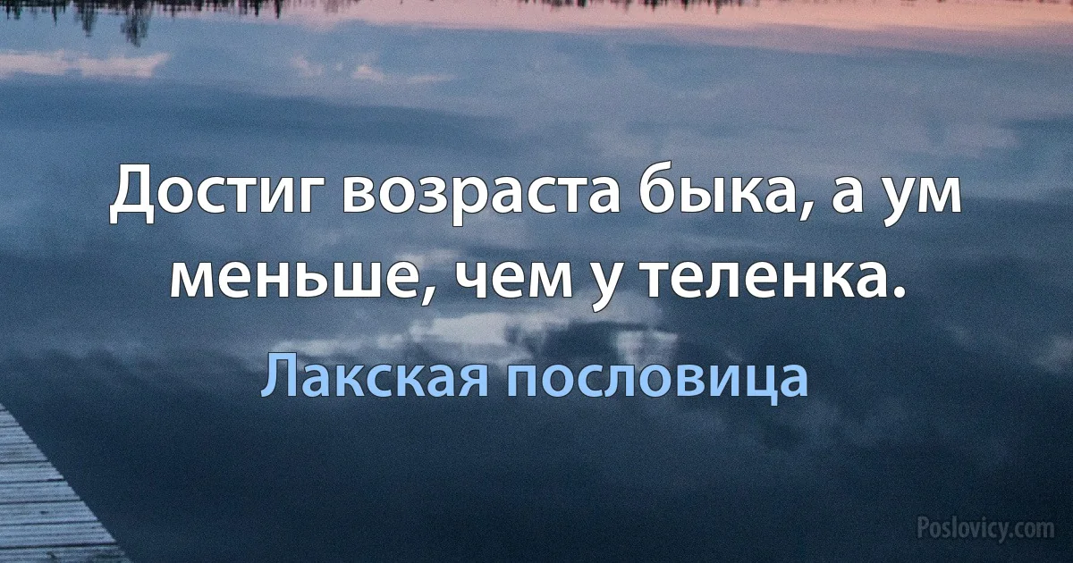 Достиг возраста быка, а ум меньше, чем у теленка. (Лакская пословица)