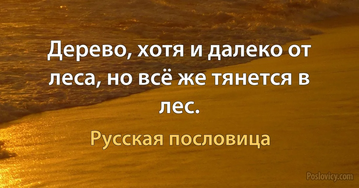 Дерево, хотя и далеко от леса, но всё же тянется в лес. (Русская пословица)