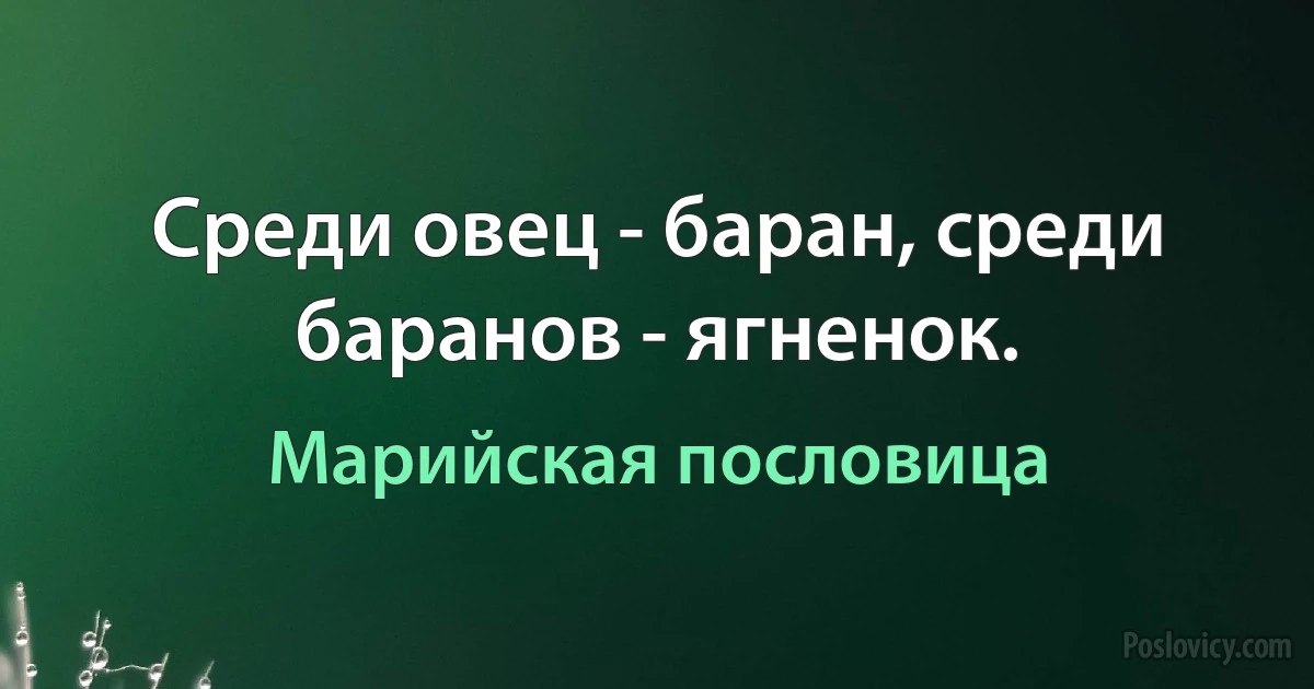 Среди овец - баран, среди баранов - ягненок. (Марийская пословица)