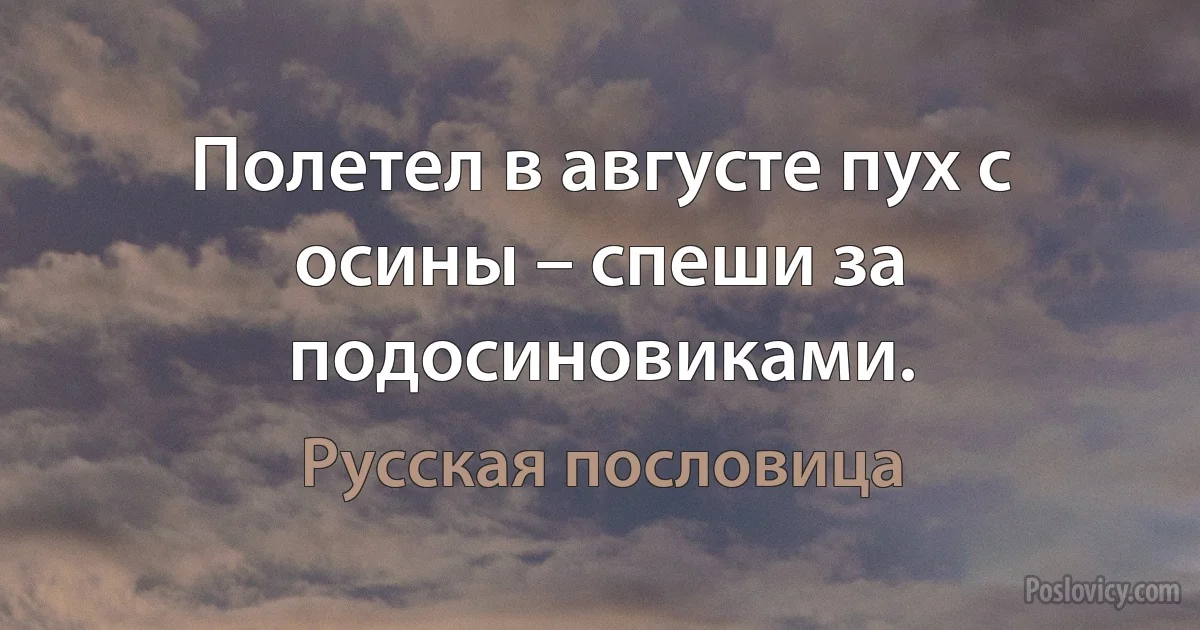 Полетел в августе пух с осины – спеши за подосиновиками. (Русская пословица)