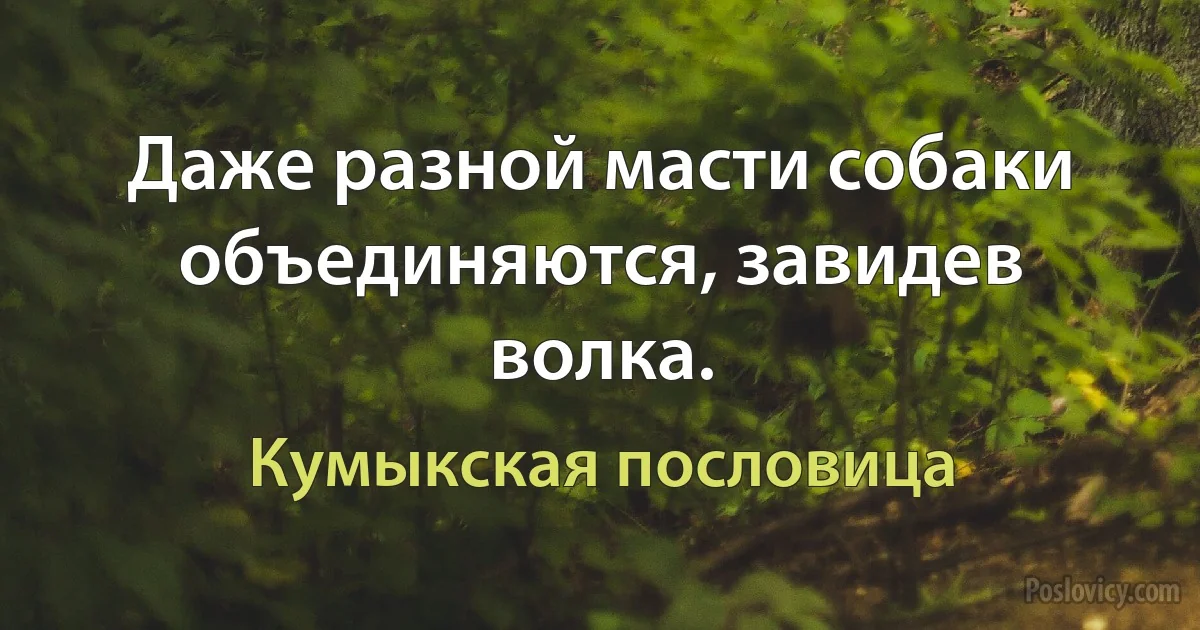 Даже разной масти собаки объединяются, завидев волка. (Кумыкская пословица)