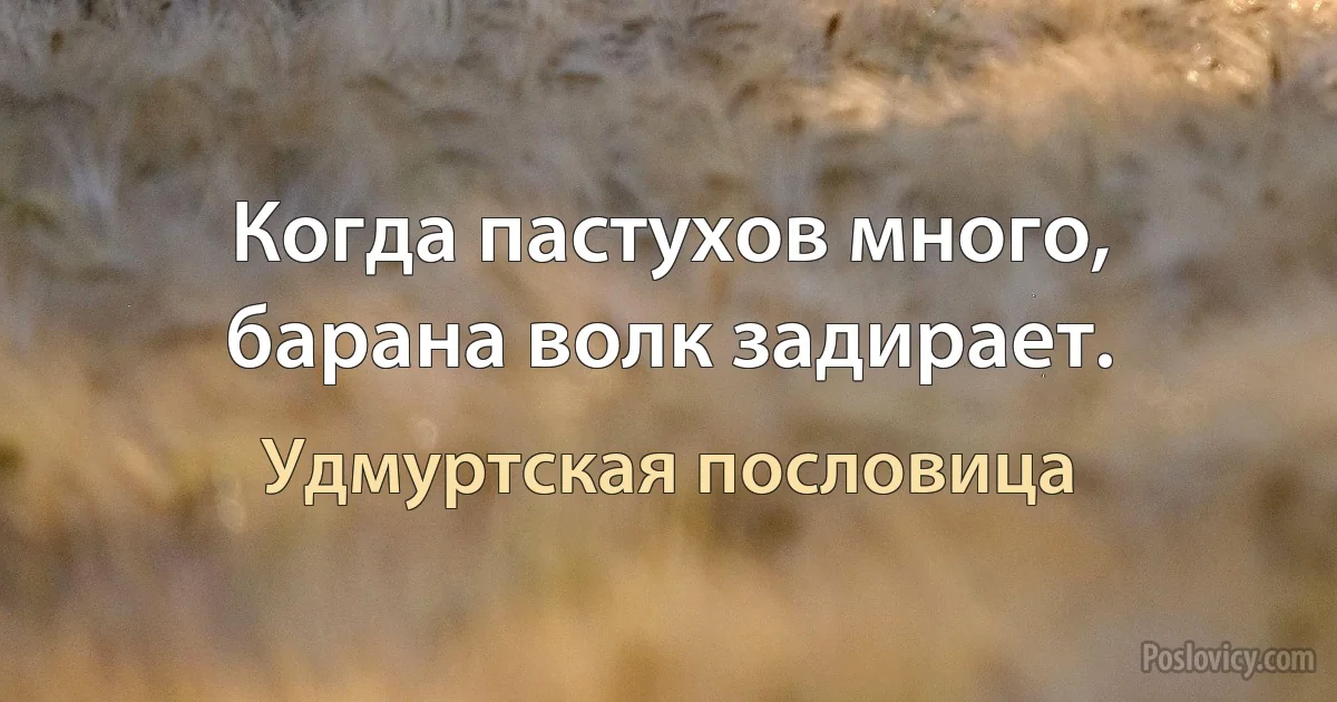 Когда пастухов много, барана волк задирает. (Удмуртская пословица)