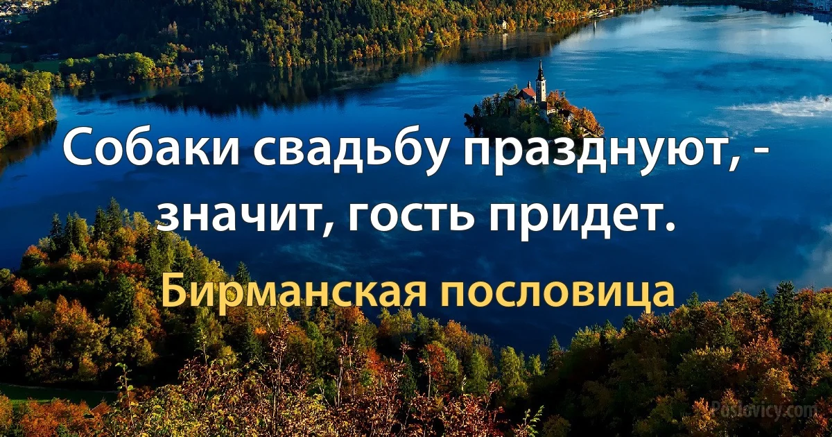 Собаки свадьбу празднуют, - значит, гость придет. (Бирманская пословица)