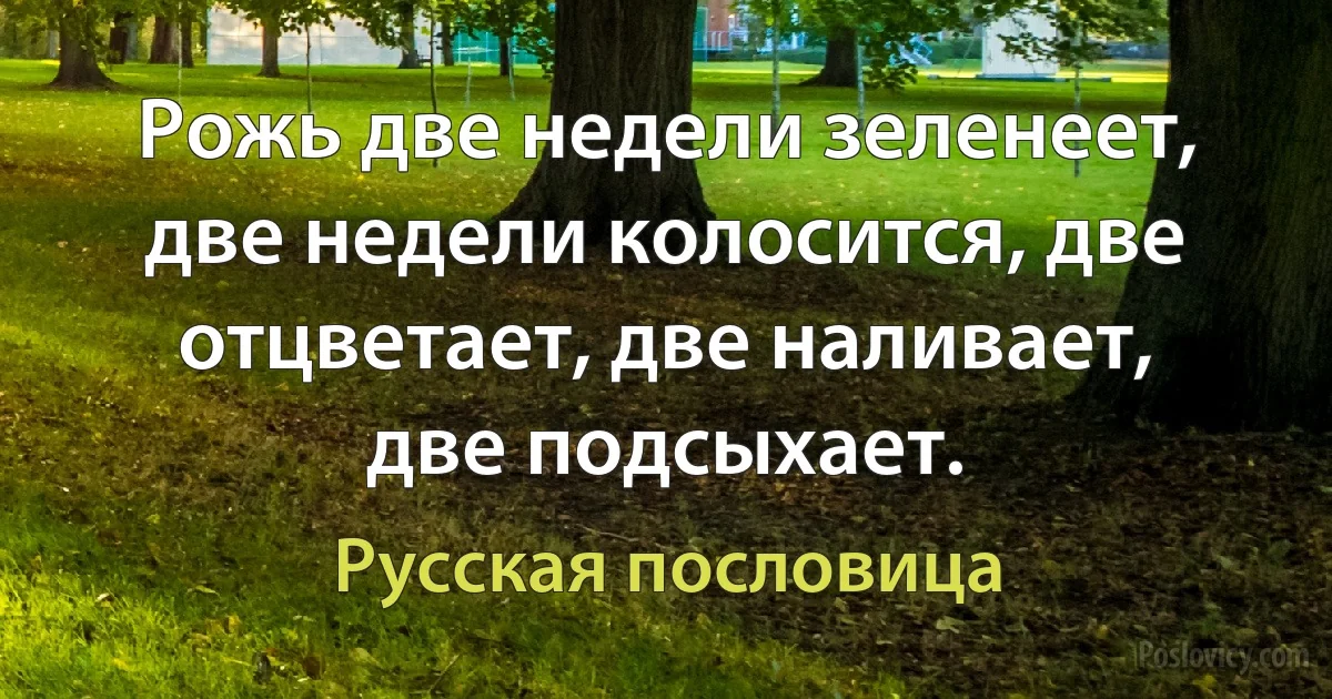 Рожь две недели зеленеет, две недели колосится, две отцветает, две наливает, две подсыхает. (Русская пословица)