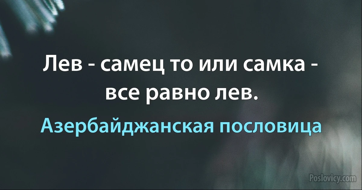 Лев - самец то или самка - все равно лев. (Азербайджанская пословица)