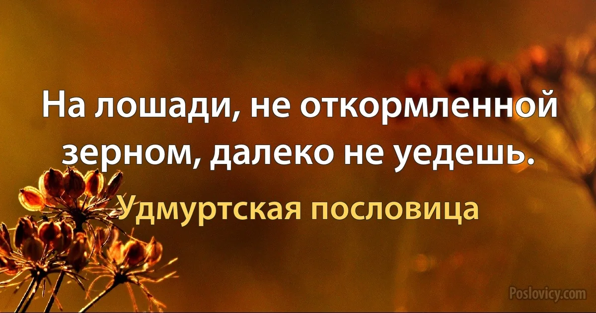 На лошади, не откормленной зерном, далеко не уедешь. (Удмуртская пословица)