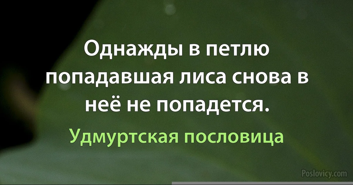 Однажды в петлю попадавшая лиса снова в неё не попадется. (Удмуртская пословица)